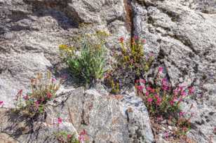 Wildflowers from Granite cracks-2411 Wildflowers from Granite cracks-2411